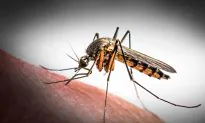 Study Uncovers Likely Link Between Zika and Microcephaly