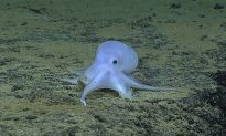 Scientists: Possible New Octopus Species Found Near Hawaii