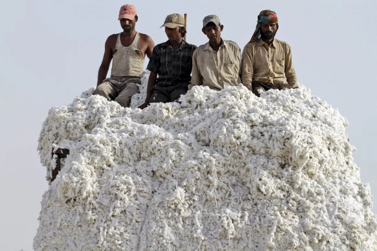 Indian laborers unload cotton from a truck at a cotton mill near Kadi, about 34 miles from Ahmadabad, India, on April 30, 2012. U.S. seed giant Monsanto has threatened to pull its genetically modified crop technology from India if the government goes ahead with its plan to cut the company's royalty fees. Over the last two decades, millions of small farmers have adopted genetically modified cotton seeds, making India one of the world's biggest producers of cotton. (AP Photo/Ajit Solanki)