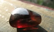 Lizard Preserved in 99 Million Year-Old Amber a Clue to ‘Lost Ecosystem’