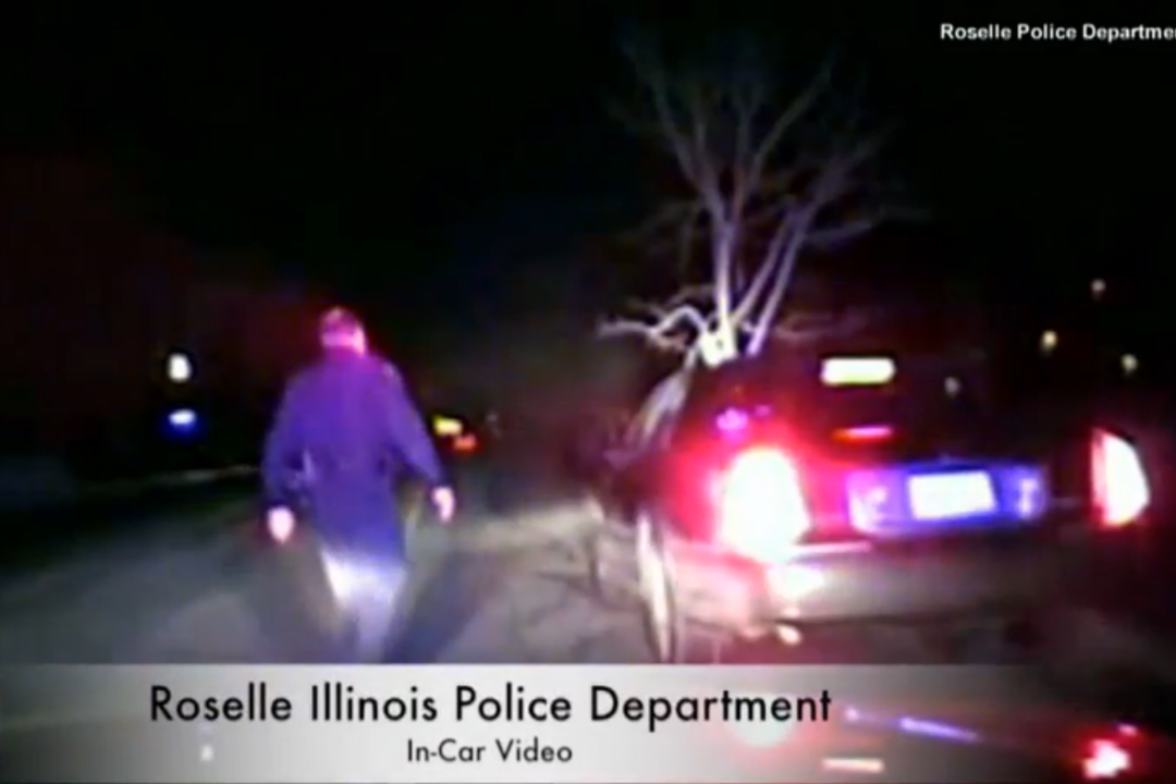 Woman Driving With 15-Foot Tree Stuck To Car Gets Arrested For DUI ...