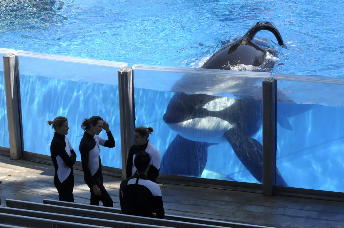 FILE - In this Monday, March 7, 2011, file photo, killer whale Tilikum, right, watches as SeaWorld Orlando trainers take a break during a training session at the theme park's Shamu Stadium in Orlando, Fla. SeaWorld officials say the killer whale responsible for the death of a trainer is very sick.
In a post on the park's blog Tuesday, March 8, 2016, officials say Tilikum appears to have a bacterial infection in his lungs. (AP Photo/Phelan M. Ebenhack, File)