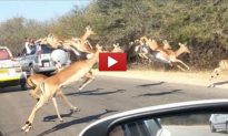 Cheetah Chases Impala Into an Open Car Window