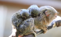 Viral Video Shows Babies of World’s Smallest Monkeys (Video)