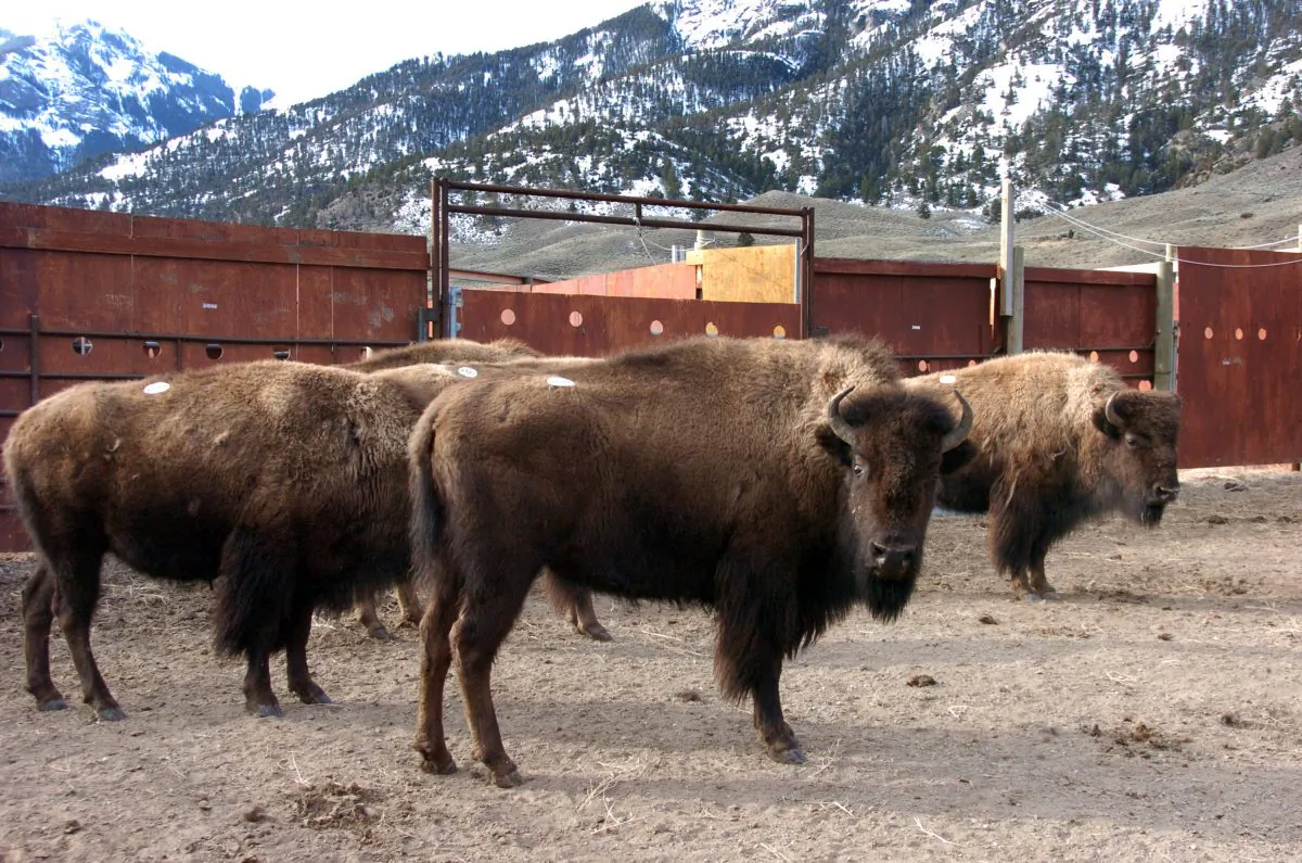 A group of Yellowstone National Park bison await shipment to slaughter inside a holding pen along the park's northern border near Gardiner, Mont., on March 9, 2016. Yellowstone National Park has started shipping its famous wild bison to slaughter in response to concerns by the livestock industry over a disease carried by the animals. (AP Photo/Matthew Brown)