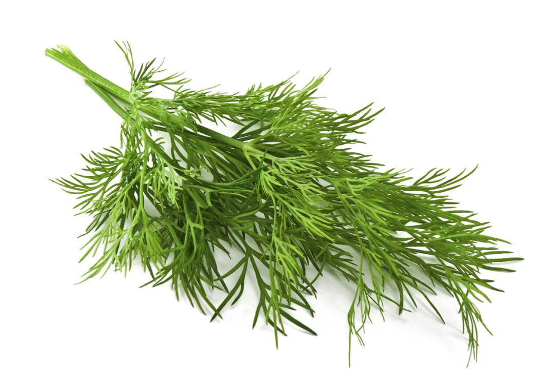 Dill is a fantastic flavor enhancer with natural antibiotic properties. (Preto_perola/iStock)