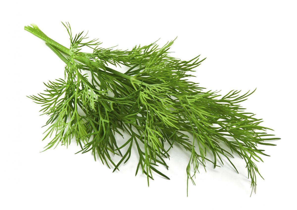Dill is a fantastic flavor enhancer with natural antibiotic properties. (Preto_perola/iStock)