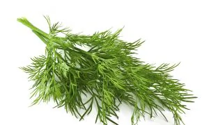 Dill Soothes the Stomach, Mind, and Menstrual Issues