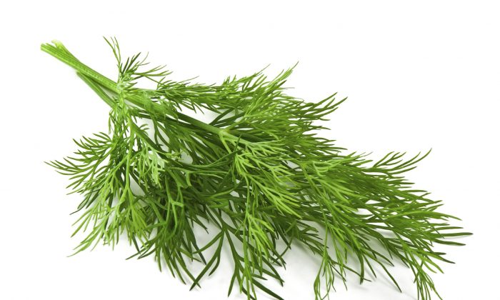 Dill: Nature's Lesser-Known Antibiotic