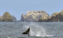 Drone Footage: Humpback Whale ‘Sails’ Off Maui with Tail-Wind