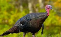 Too Many Turkeys: Staten Island Calls Foul Over Bird Woes