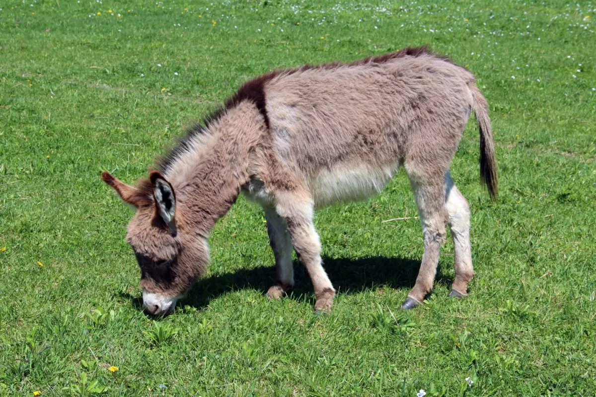 Miniature donkey. (Public Domain)