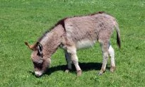 20 Miniature Donkeys Offered for Adoption at Arizona Animal Rescue Prompted Avalanche of Requests