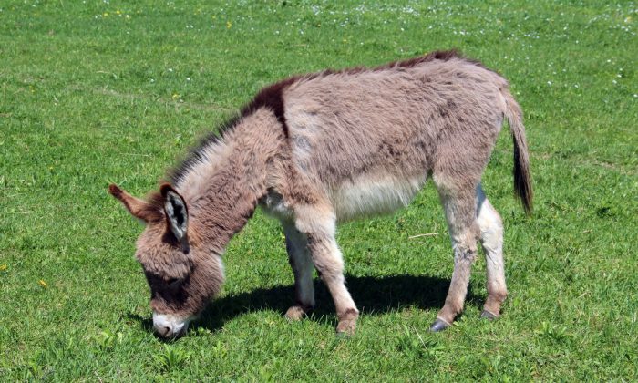 mini donkey rescue near me