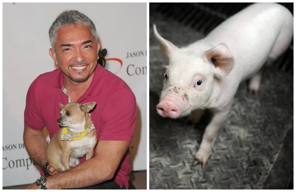 Dog trainer extraordinaire is under investigation for animal cruelty allegations.