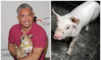 ‘Dog Whisperer’ Cesar Millan Under Investigation for Animal Cruelty