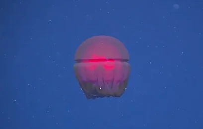Deep Sea Exploration Crew Finds Bizarre Creatures (Video)