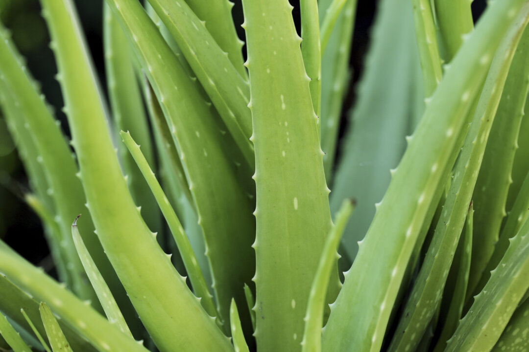 Aloe is often mistaken for a cactus, but it is actually a type of lily. (GODS_AND_KINGS/iStock)