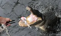 GoPro Video: Man Wrestles With Alligator to Look Down Its Throat