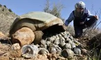 Cluster Bombs Should Stop Being Used