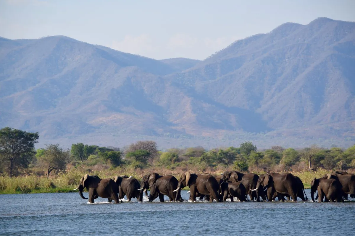 One evening we took a cruise down the Zambezi River. An army of fifty or so elephants plunged into the waters and swam, en masse, to a sandbar downstream. The folds and ridges of Zambiaâ€™s escarpment in the distance looked like a curtain that shielded our watery, green stage.(Giannella M. Garrett)