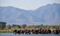 Zimbabwe: The Comeback Country