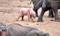 Extremely Rare Pink Albino Baby Elephant Spotted by Tourist on Safari