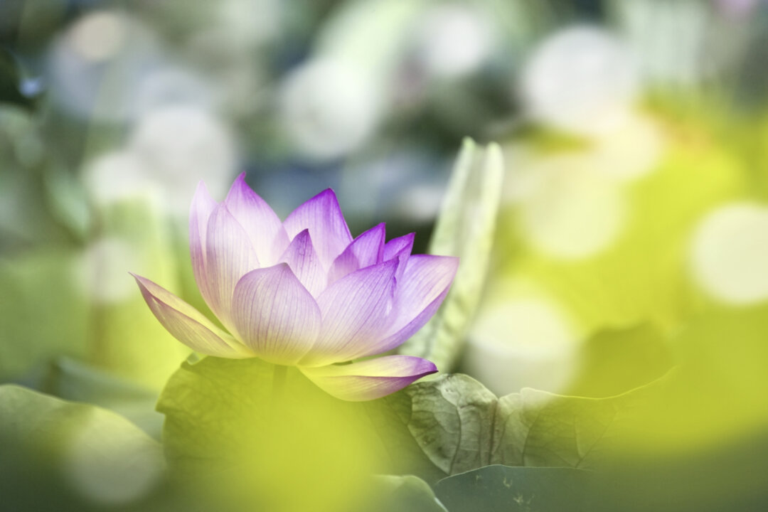 (photoncatcher/iStock)