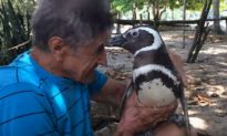 Biologist Joao Paulo Krajewski Says the ‘Penguin Story’ That Went Viral, Has Some Misconceptions