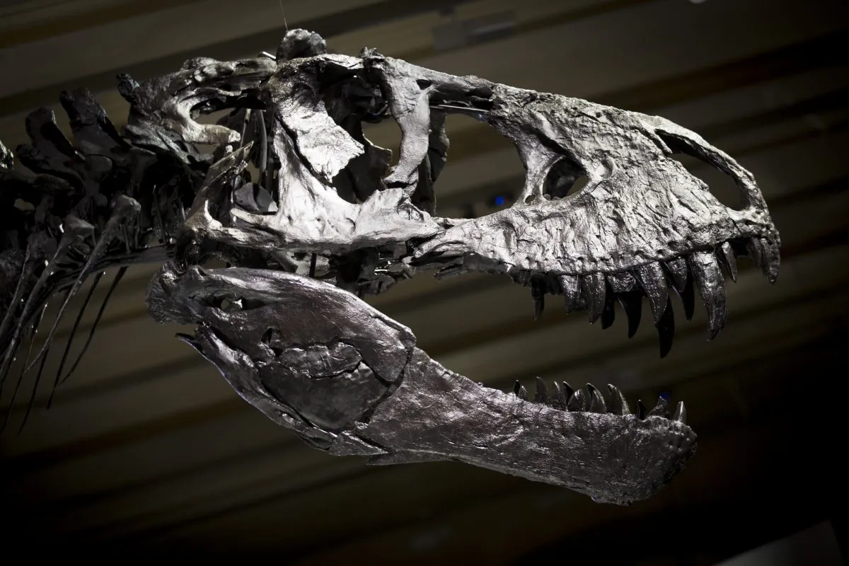 The skeleton of Tristan the Tyrannosaurus Rex seen during a media preview at the Museum fuer Naturkunde (Natural History Museum) on December 16, 2015 in Berlin, Germany. (Axel Schmidt/Getty Images)