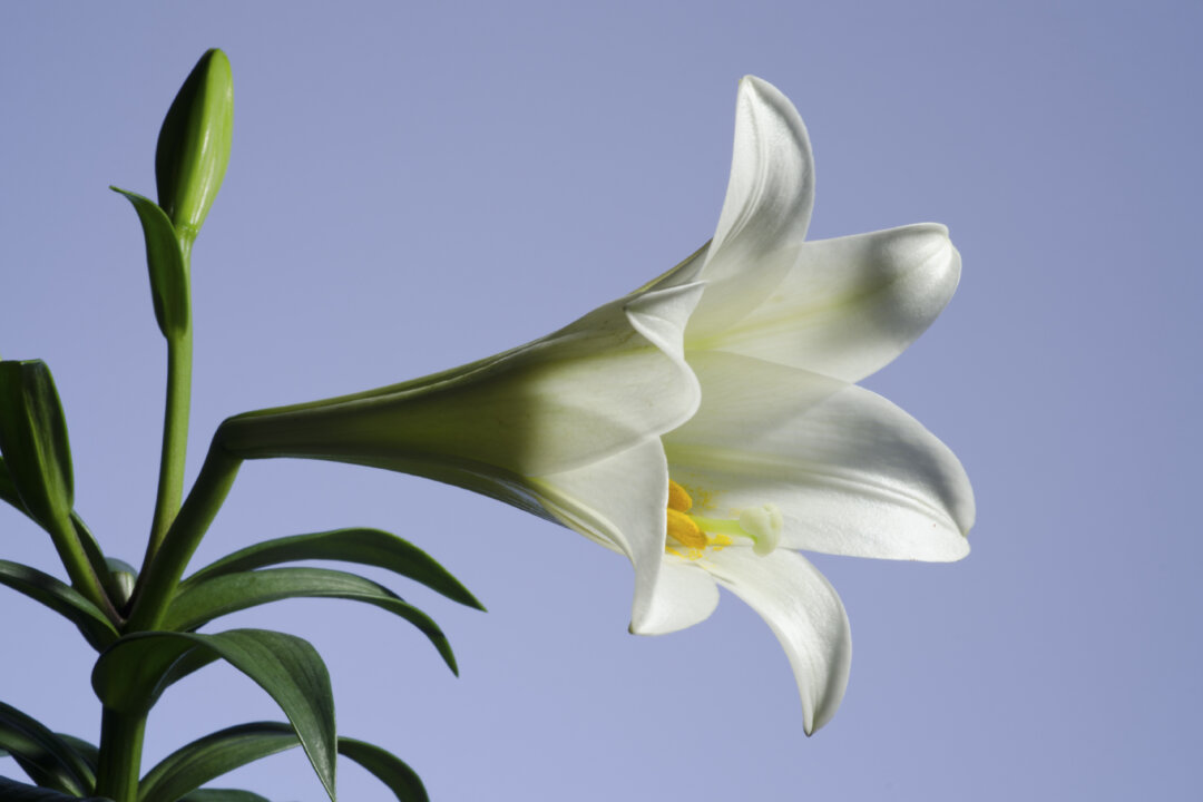 Easter lily plant with blue sky background