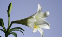 Easter Lily, a Food and Medicine