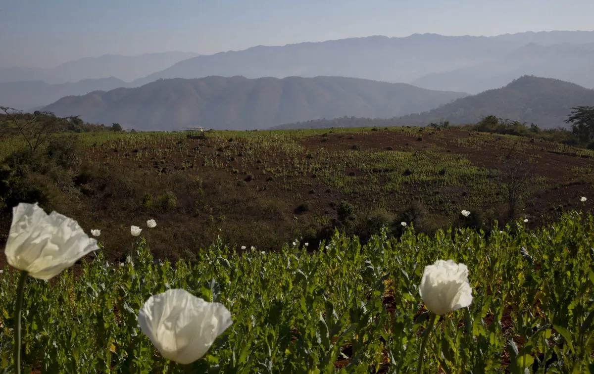 Ottawa is being asked to approve the cultivation of thebaine poppies, which can be processed for use in pharmaceutical products and do not do not have the addictive qualities of opium poppies. (AP Photo/Gemunu Amarasinghe)