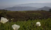 Ottawa Asked to Green-Light Cultivation of Thebaine Poppies