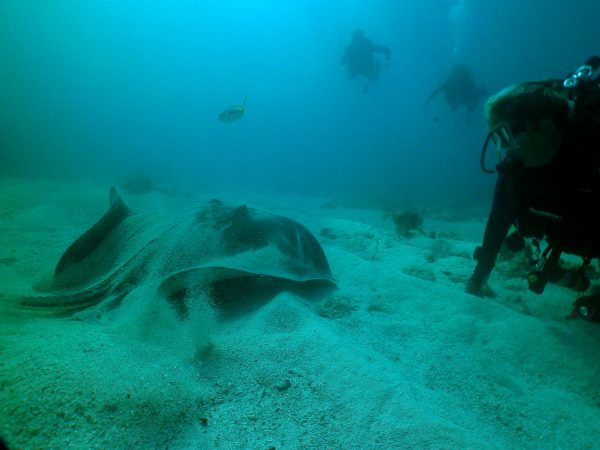 Sea Monkeys dive guide Colleen Strayer with an Atlantic stingray at Alligator Reef. (John Christopher Fine, Copyright 2016)