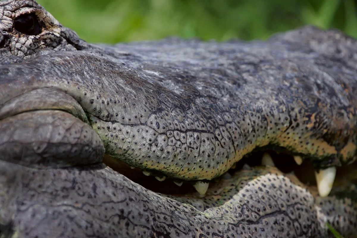 File: Alligator in Florida (Photo by Joe Raedle/Getty Images)