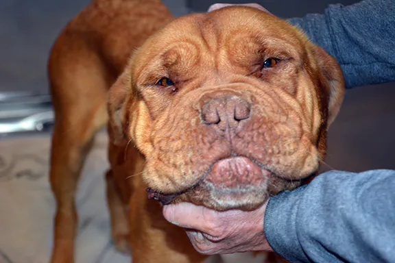 Ailing Dog Found With Stuffed Polar Bear in Stomach