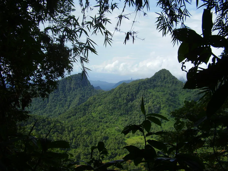 The forests of Sao Tome and Principe are being lost at an alarming rate. (Ricardo Lima)