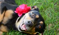 The Best Maternity Shoot Ever Stars A Dog