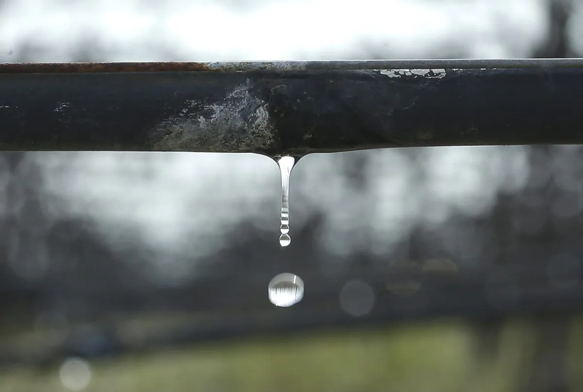 Water falls from a drip irrigation system in a vineyard managed by Mike Stearns near Firebaugh, Calif. on Feb. 25, 2016. (Rich Pedroncelli/AP Photo)