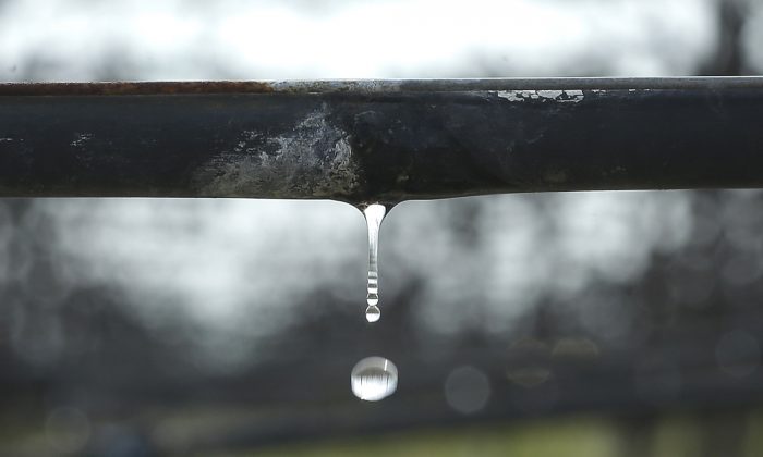 Water falls from a drip irrigation system in a vineyard managed by Mike Stearns near Firebaugh, Calif. on Feb. 25, 2016. (Rich Pedroncelli/AP Photo)