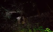 Watch the World’s Largest Gathering of Synchronized Fireflies