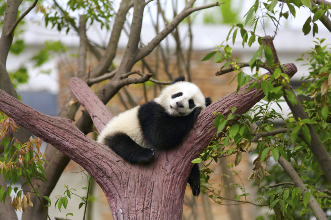 Chinese medicine is all about energy and balancing aspects like work and rest. (Wang Zhao/AFP/Getty Images)