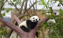 Chinese Medicine: Steps to Avoid That Burned-Out Feeling