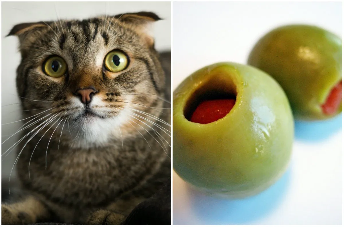 Left: A cat. (Public Domain); Right: Olives. (admiller/CC BY 2.0)