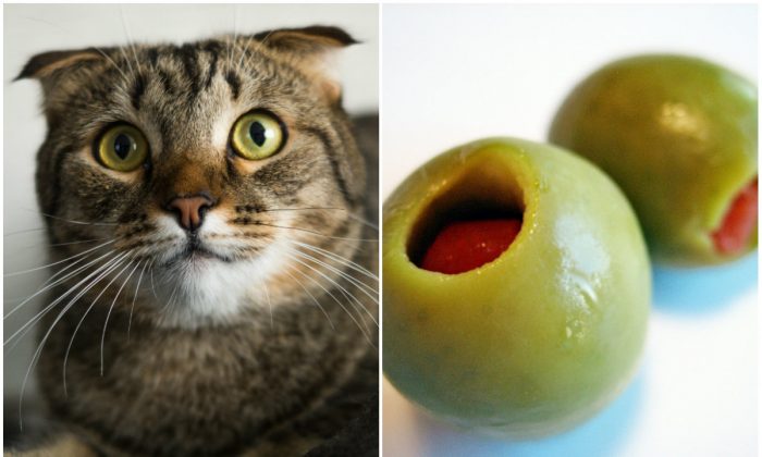 17 HQ Photos Can Cats Eat Manzanilla Olives : Pearls Manzanilla, Pimiento Stuffed Olives - 5.75 oz ...