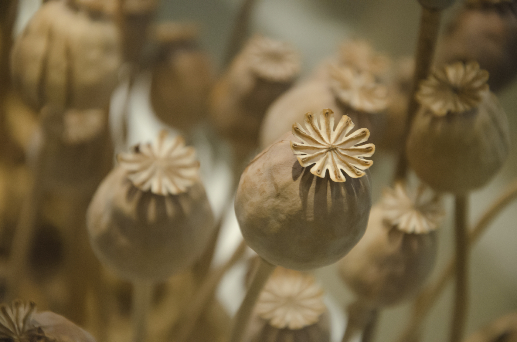 Opium poppy pods, source of the crude drug opium. (nakornkhai/iStock)