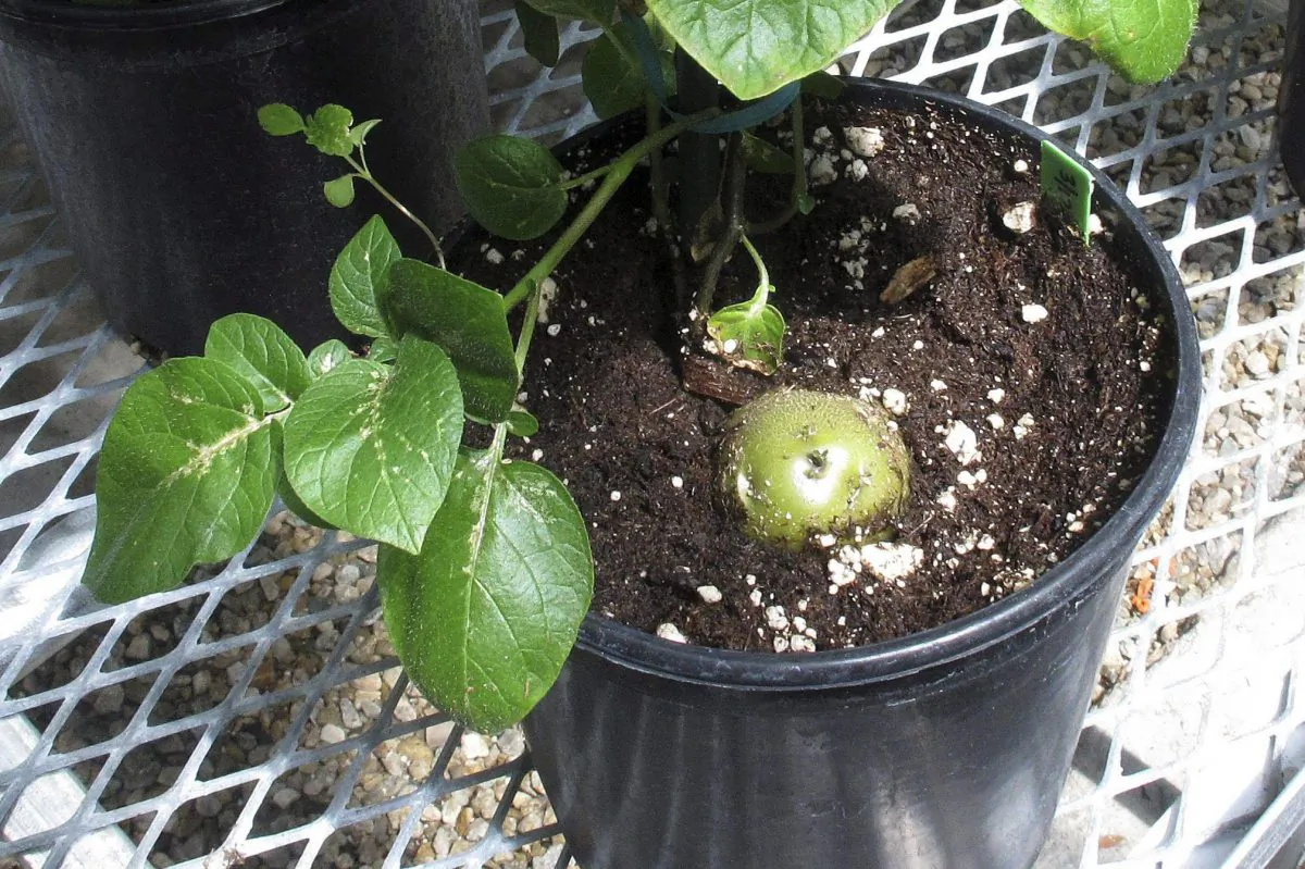 A genetically engineered potato pokes through the soil of a planting pot at J.R. Simplot's lab in Idaho. The potato has been approved for sale in Canada and could be on store shelves by the fall. (AP Photo/John Miller, File)