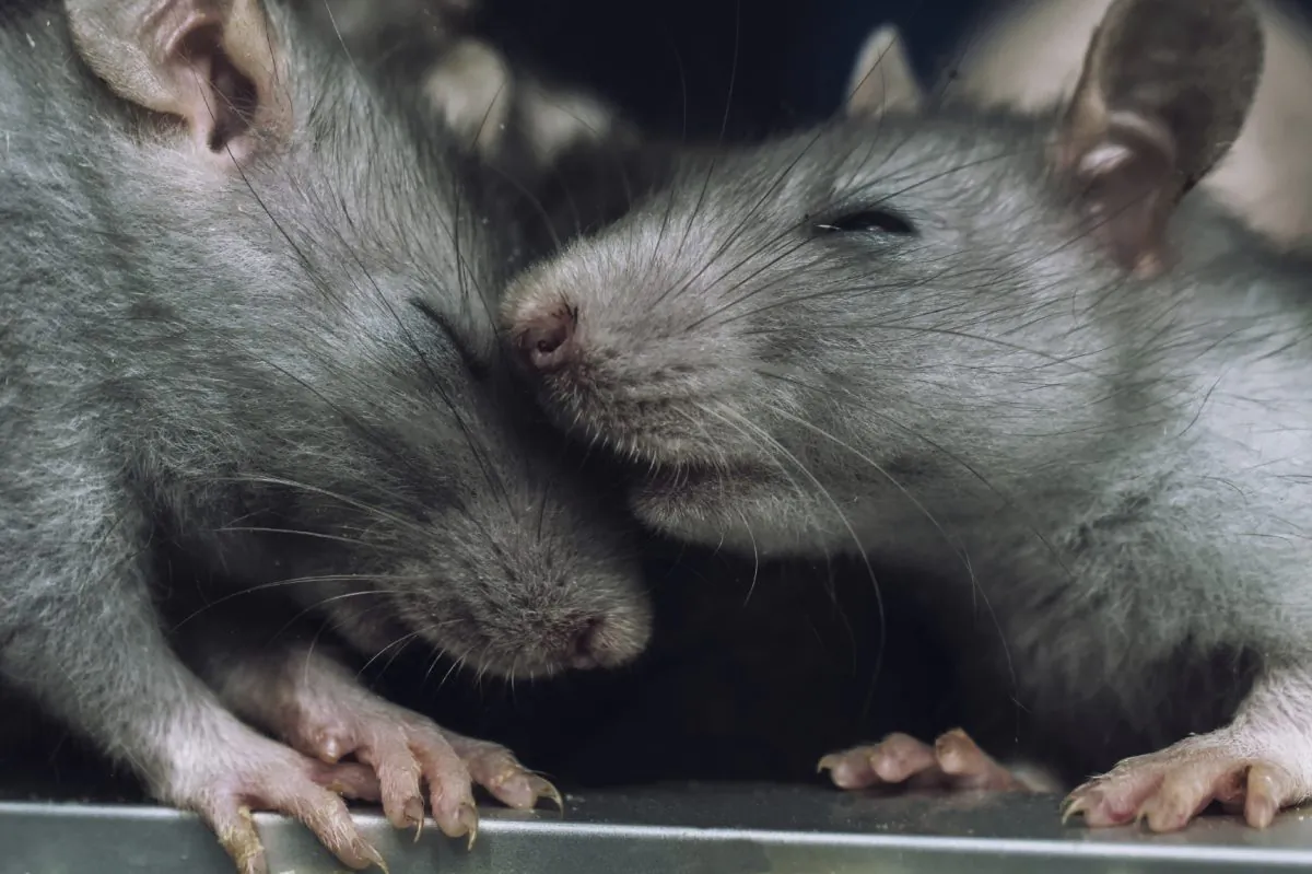 A stock photo of rats. (jinjo0222988/iStock)