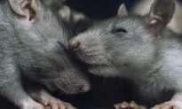 Fat Rat Goes Viral After Nine People Rescue It From Manhole